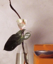 Blume